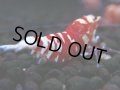 372　R【20期目突入記念！】RED FANCY TIGER FULL ADULT メス確定30連発！