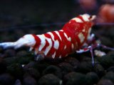372　R【20期目突入記念！】RED FANCY TIGER FULL ADULT メス確定30連発！