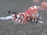 372　R【20期目突入記念！】RED FANCY TIGER FULL ADULT メス確定30連発！