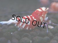 372　R【20期目突入記念！】RED FANCY TIGER FULL ADULT メス確定30連発！