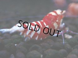 画像1: 372　R【20期目突入記念！】RED FANCY TIGER FULL ADULT メス確定30連発！