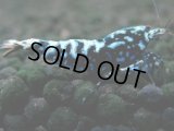 340　H【20期目突入記念！】BMG メス 超特価50連発！