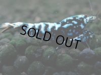 340　H【20期目突入記念！】BMG メス 超特価50連発！