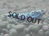 339　H【20期目突入記念！】BMG メス 超特価50連発！