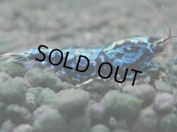 339　H【20期目突入記念！】BMG メス 超特価50連発！