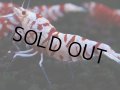 399　R【20期目突入記念！】RED FANCY TIGER FULL ADULT メス確定30連発！