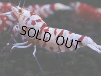 399　R【20期目突入記念！】RED FANCY TIGER FULL ADULT メス確定30連発！