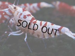 画像1: 399　R【20期目突入記念！】RED FANCY TIGER FULL ADULT メス確定30連発！