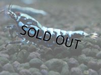 347　H【20期目突入記念！】BMG メス 超特価50連発！
