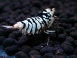 180　K【20期目突入記念！】BLACK FANCY TIGER アダルトメス確定！