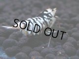 180　K【20期目突入記念！】BLACK FANCY TIGER アダルトメス確定！