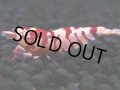 391　R【20期目突入記念！】RED FANCY TIGER FULL ADULT メス確定30連発！