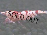391　R【20期目突入記念！】RED FANCY TIGER FULL ADULT メス確定30連発！
