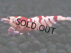 画像1: 391　R【20期目突入記念！】RED FANCY TIGER FULL ADULT メス確定30連発！