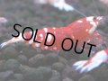397　R【20期目突入記念！】RED FANCY TIGER FULL ADULT メス確定30連発！