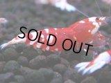 397　R【20期目突入記念！】RED FANCY TIGER FULL ADULT メス確定30連発！