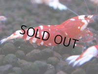 397　R【20期目突入記念！】RED FANCY TIGER FULL ADULT メス確定30連発！