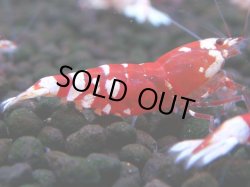 画像1: 397　R【20期目突入記念！】RED FANCY TIGER FULL ADULT メス確定30連発！