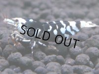 179　K【20期目突入記念！】BLACK FANCY TIGER アダルトメス確定！