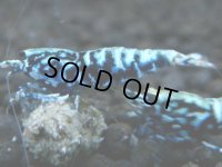 369　H【20期目突入記念！】BMG オス 超特価20連発！