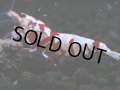 371　R【20期目突入記念！】RED FANCY TIGER FULL ADULT メス確定30連発！