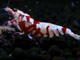 371　R【20期目突入記念！】RED FANCY TIGER FULL ADULT メス確定30連発！