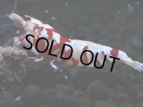 371　R【20期目突入記念！】RED FANCY TIGER FULL ADULT メス確定30連発！