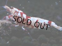371　R【20期目突入記念！】RED FANCY TIGER FULL ADULT メス確定30連発！