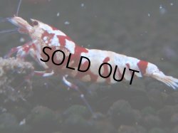 画像1: 371　R【20期目突入記念！】RED FANCY TIGER FULL ADULT メス確定30連発！