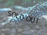351　H【20期目突入記念！】BMG オス 超特価20連発！