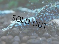 351　H【20期目突入記念！】BMG オス 超特価20連発！