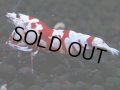 400　R【20期目突入記念！】RED FANCY TIGER FULL ADULT メス確定30連発！