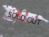400　R【20期目突入記念！】RED FANCY TIGER FULL ADULT メス確定30連発！