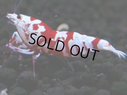 画像1: 400　R【20期目突入記念！】RED FANCY TIGER FULL ADULT メス確定30連発！