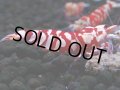 393　R【20期目突入記念！】RED FANCY TIGER FULL ADULT メス確定30連発！