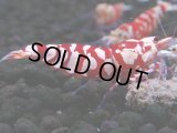 393　R【20期目突入記念！】RED FANCY TIGER FULL ADULT メス確定30連発！