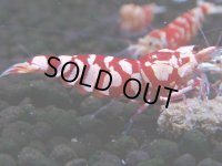 393　R【20期目突入記念！】RED FANCY TIGER FULL ADULT メス確定30連発！