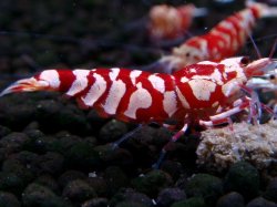 画像1: 393　R【20期目突入記念！】RED FANCY TIGER FULL ADULT メス確定30連発！