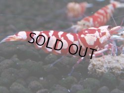 画像1: 393　R【20期目突入記念！】RED FANCY TIGER FULL ADULT メス確定30連発！
