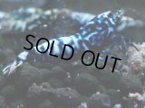 317　H【20期目突入記念！】BMG メス 超特価50連発！