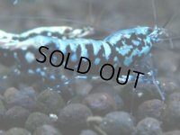367　H【20期目突入記念！】BMG オス 超特価20連発！