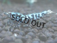 353　H【20期目突入記念！】BMG オス 超特価20連発！