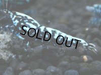 368　H【20期目突入記念！】BMG オス 超特価20連発！