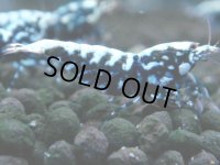 319　H【20期目突入記念！】BMG メス 超特価50連発！
