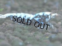 324　H【20期目突入記念！】BMG メス 超特価50連発！