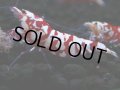 380　R【20期目突入記念！】RED FANCY TIGER FULL ADULT メス確定30連発！