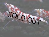380　R【20期目突入記念！】RED FANCY TIGER FULL ADULT メス確定30連発！