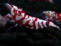 画像1: 380　R【20期目突入記念！】RED FANCY TIGER FULL ADULT メス確定30連発！