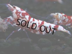 画像1: 380　R【20期目突入記念！】RED FANCY TIGER FULL ADULT メス確定30連発！