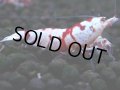 383　R【20期目突入記念！】RED FANCY TIGER FULL ADULT メス確定30連発！